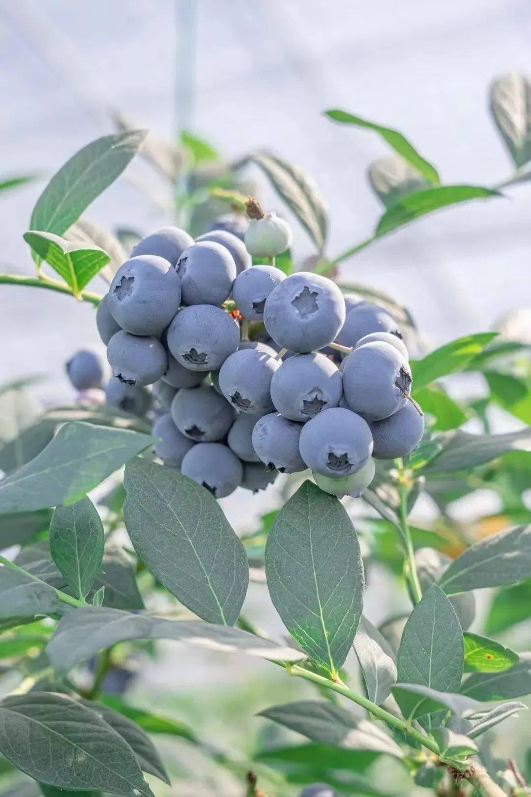 被称为美颜圣果的爆浆小蓝莓来啦这次要搞就要大的生鲜甄选蓝莓枝串