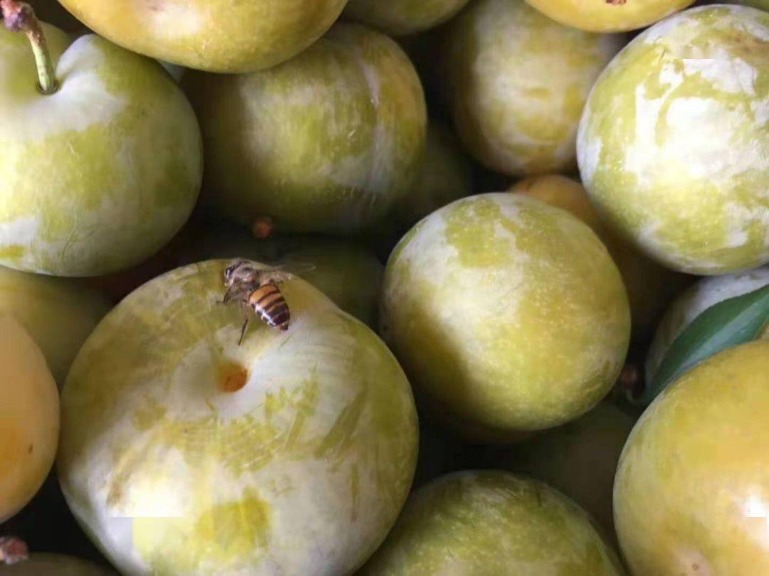 甜如蜂蜜的六马蜂糖李来啦108元抢48斤顺丰包邮