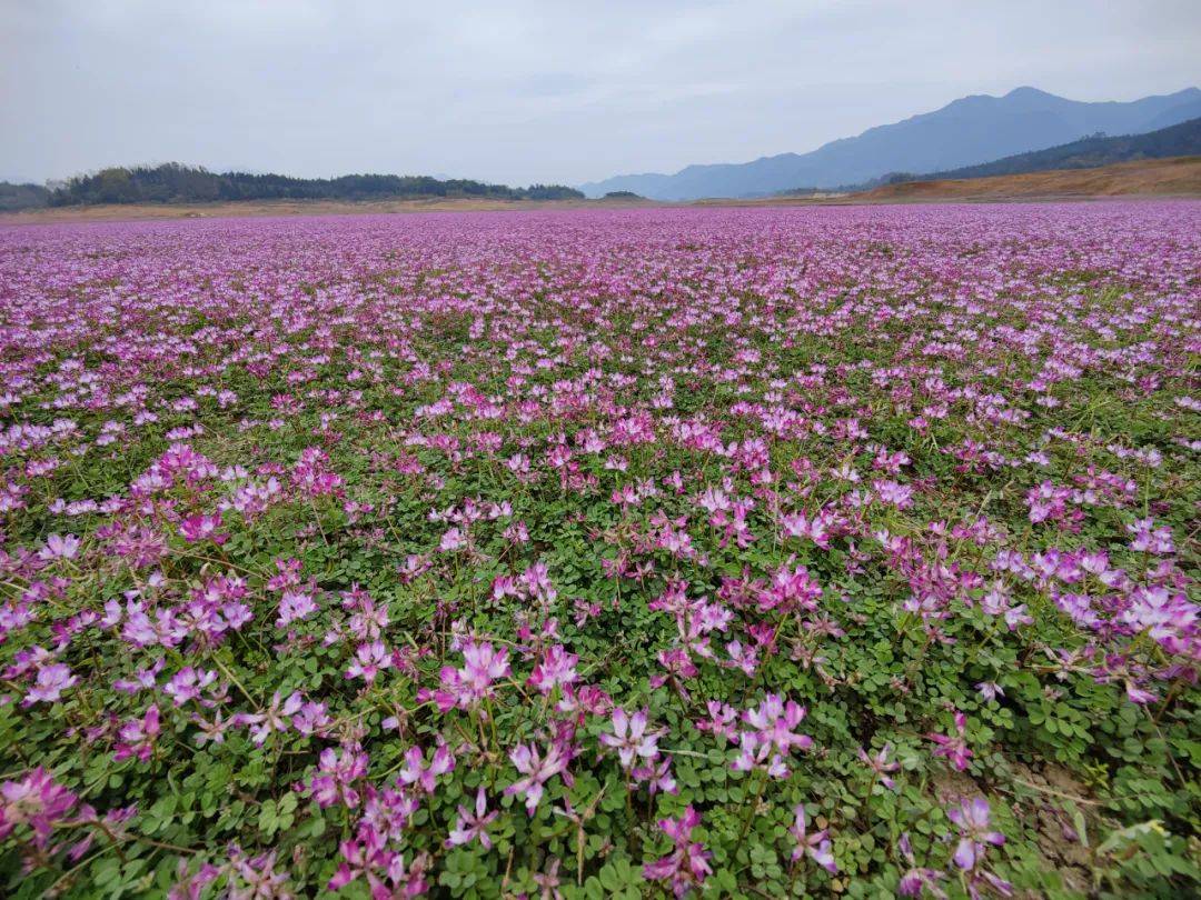 走进公平乡公平湖:在山与湖之间寻觅悠然之境_青狮潭_湖面_紫云英