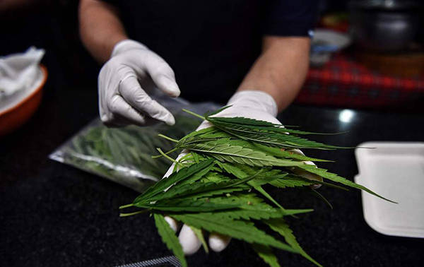 泰国宣布大麻合法化，百万株大麻幼苗免费向公众分发