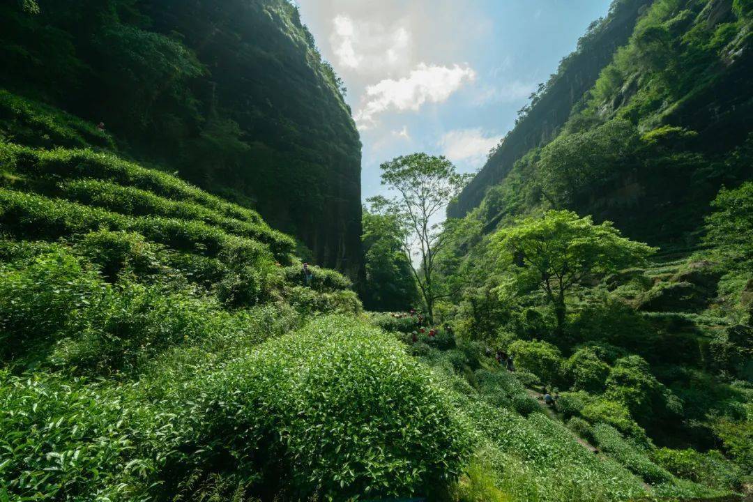 肉桂,水仙,大紅袍,正巖核心茶,一次喝到位!_山場_武夷山_茶葉