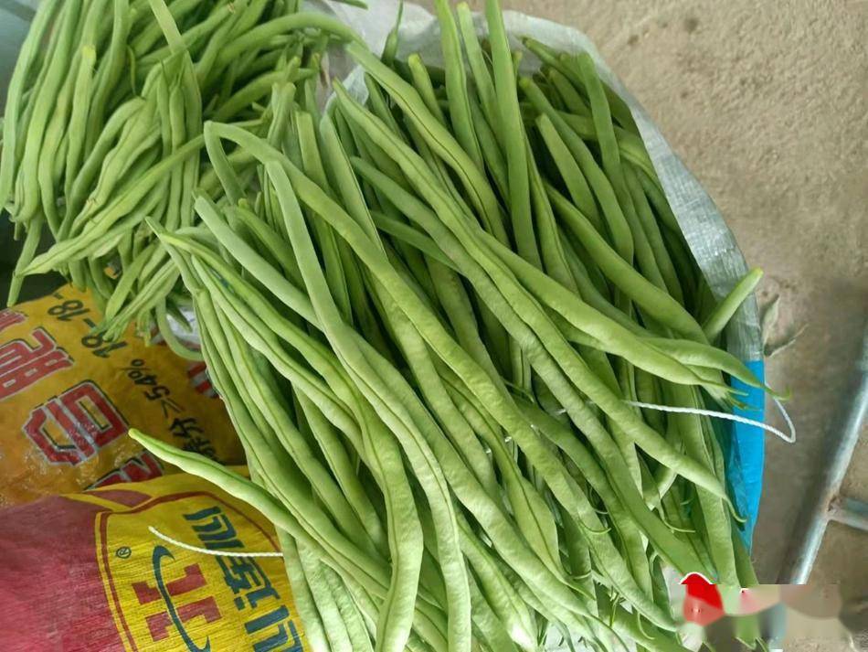 武山县洛门镇金豆角迎来丰收季