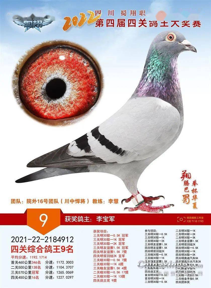 正在直播四川蜀翔四关职业赛鸽王同步拍卖
