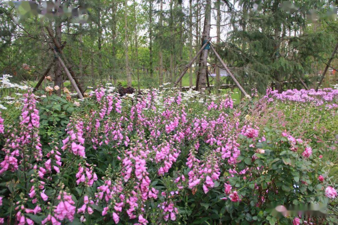 耐阴植物推荐感受阴生花境的魅力