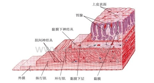 家禽肠道健康与家禽健康的密切关系