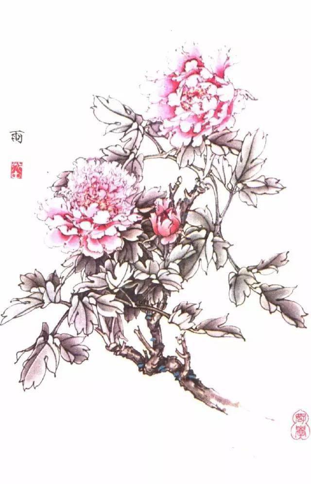 王道中我怎样画工笔牡丹