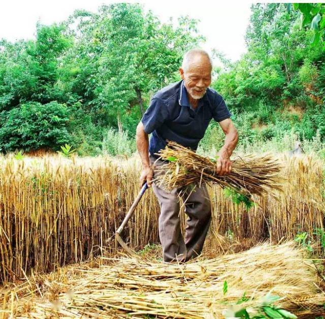 打麦场老照片图片