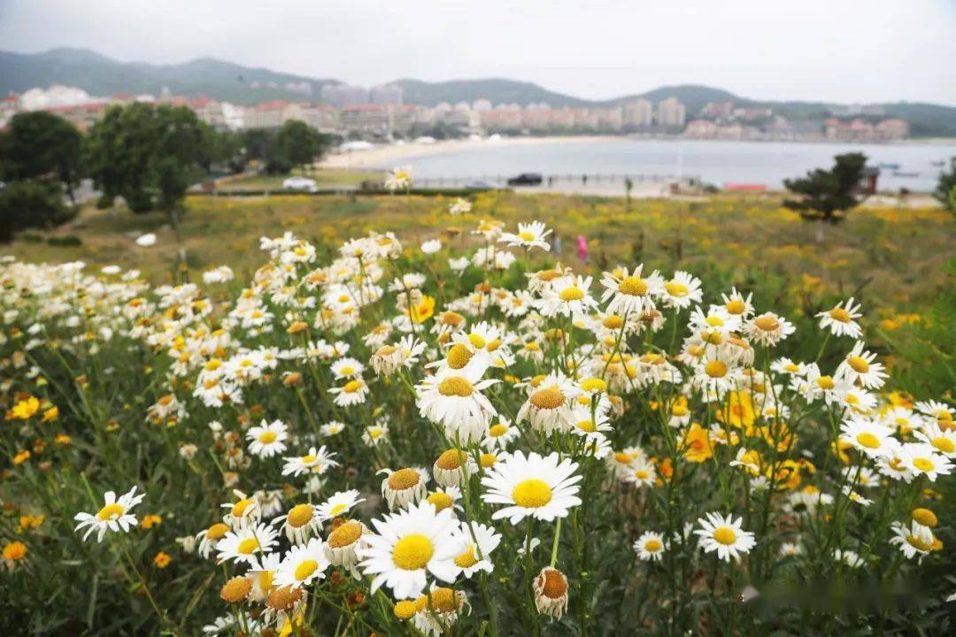 清新浪漫这片大滨菊花海美到心醉
