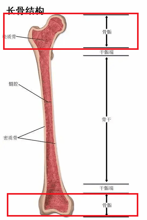 2,生长痛的疼痛位置多在骨骺部位,多呈对称性,比如两条腿的相同部位