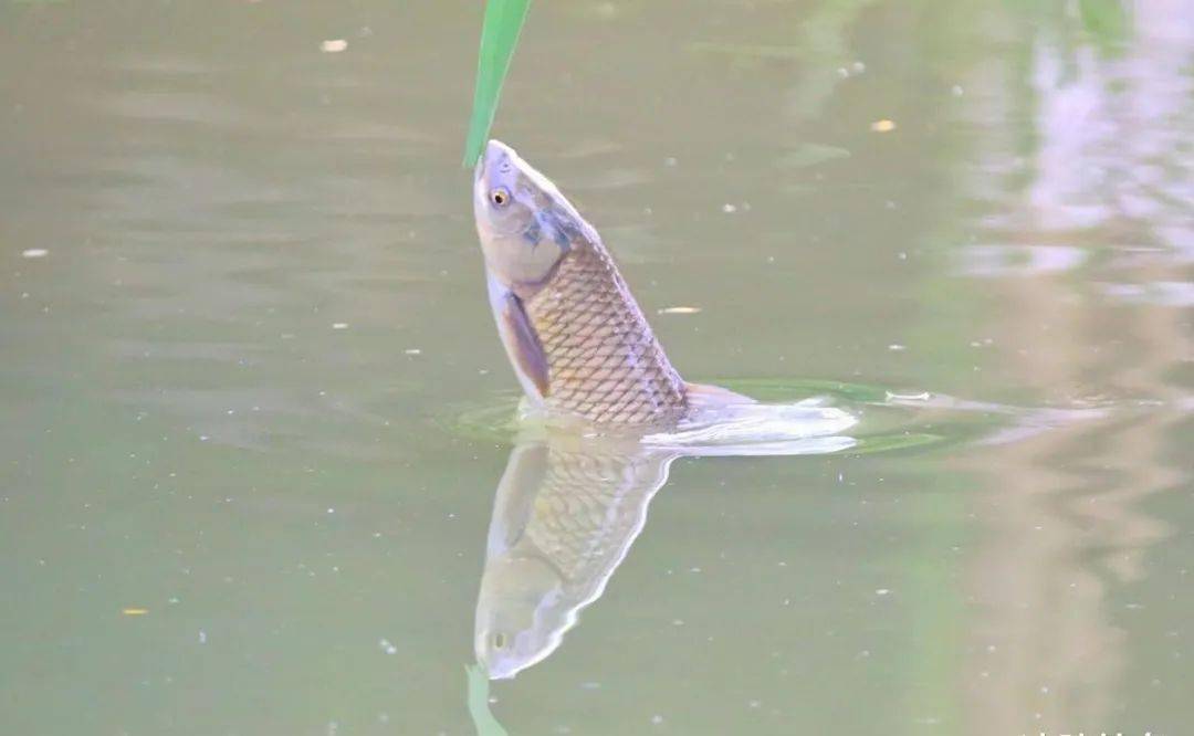 初夏海竿釣草魚小心得