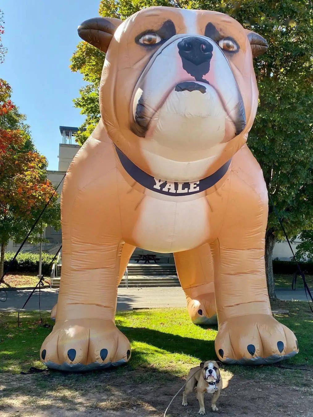 而且耶鲁还是美国第一所用活体动物作为吉祥物的大学,可谓是造就了一