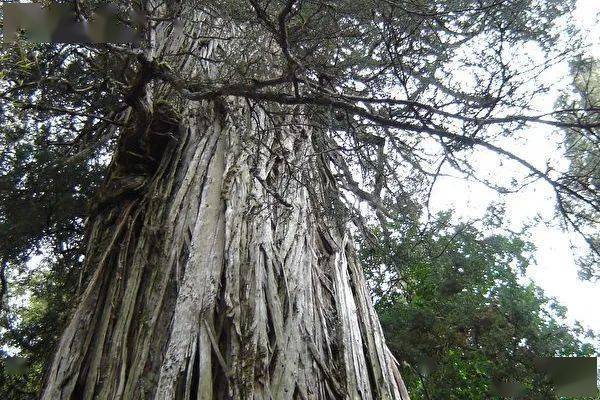 67世界智利92棵落叶松有5400多岁或为最古96树96此前最古老树