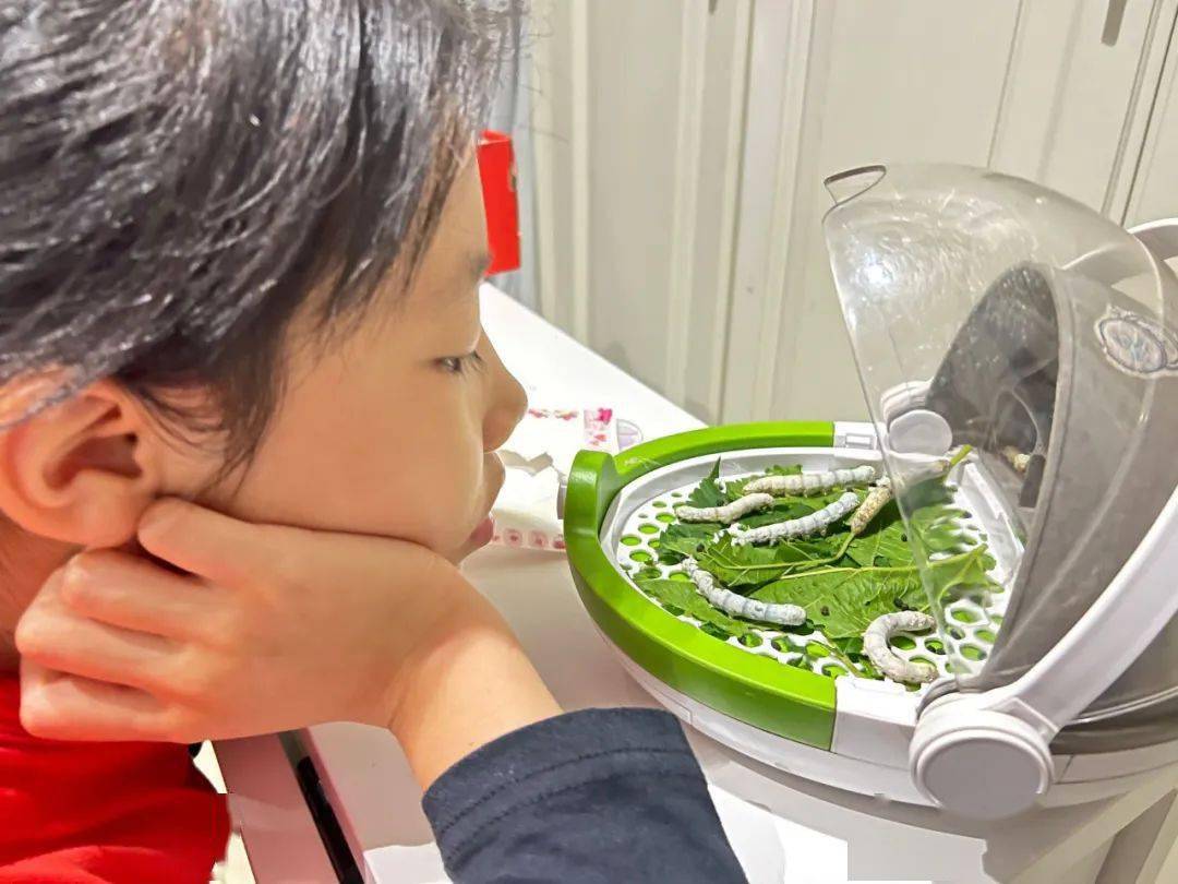 种菜养蚕不亦乐乎经开一校三四年级科学实践活动