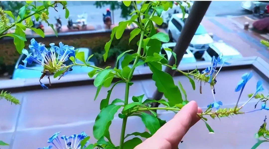 如何把蓝雪花养出"美感"?先要学会"剪",其次才是"养"!_修剪_开花_枝条