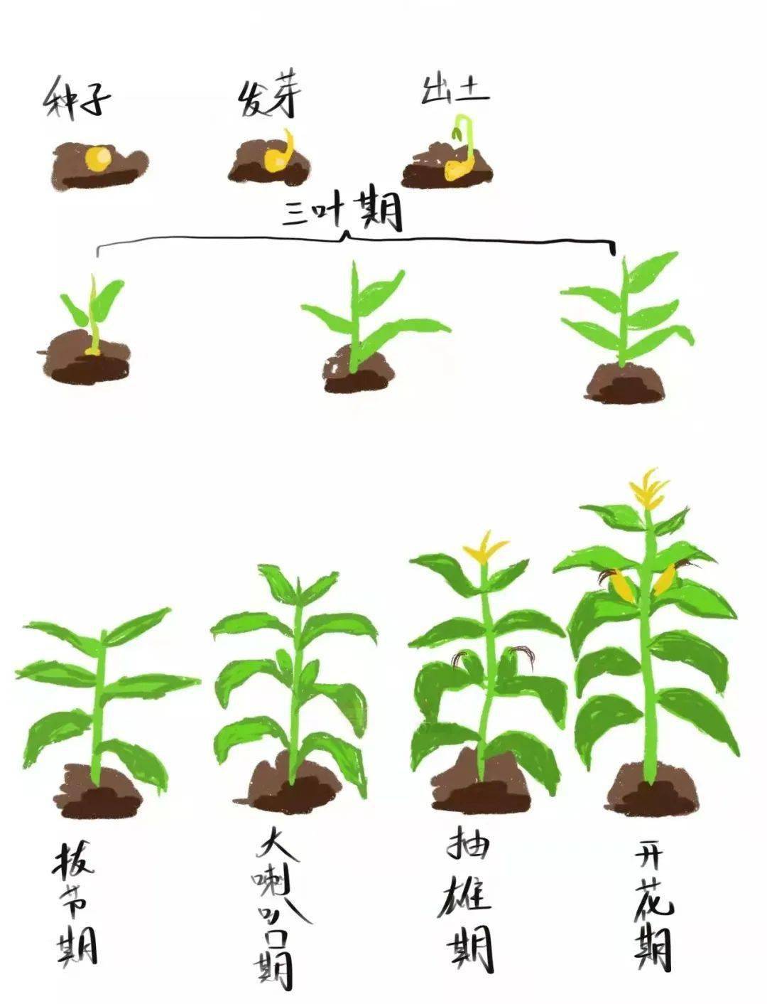 玉米成长记录过程图片图片