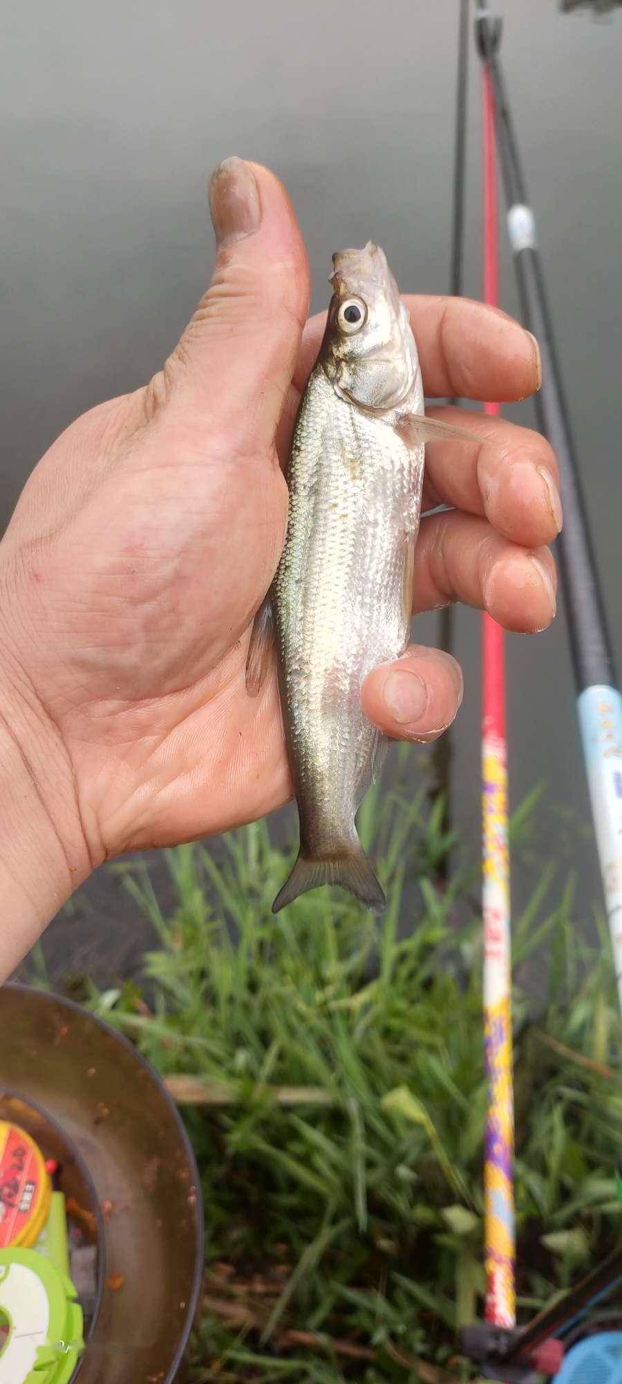 六月鱼获爆护钓点土鲫难寻白条青稍却难逃魔掌