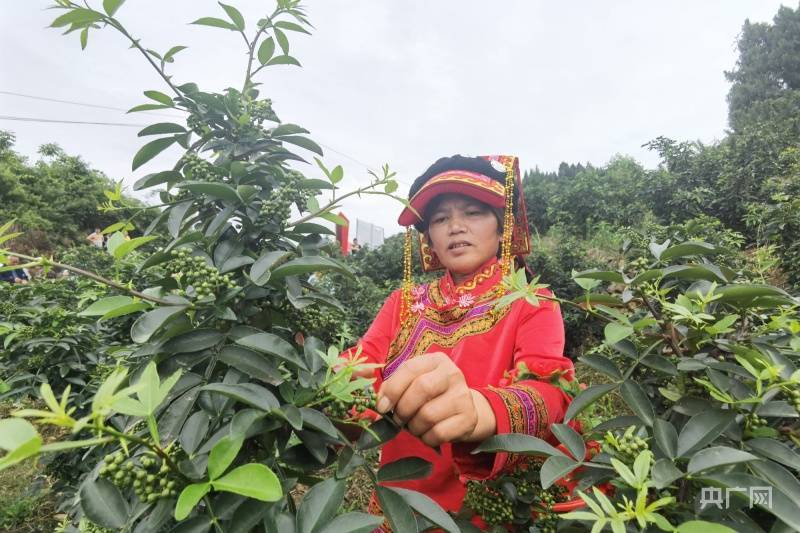 贵州毕节七星关区：花椒丰收采摘忙