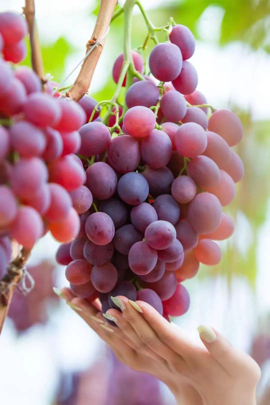 发现鲅鱼圈丨晚红熟啦,开启甜蜜夏季_台村_葡萄_农药