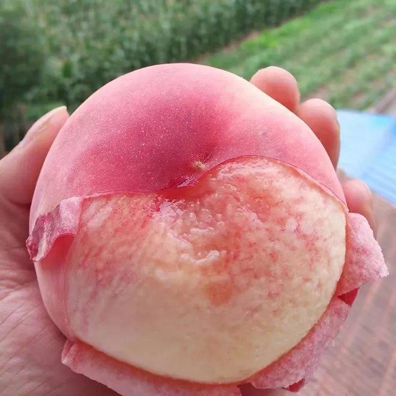 富平粉黛特级水蜜桃果肉饱满,个大均匀,果香浓郁,汁多软滑.