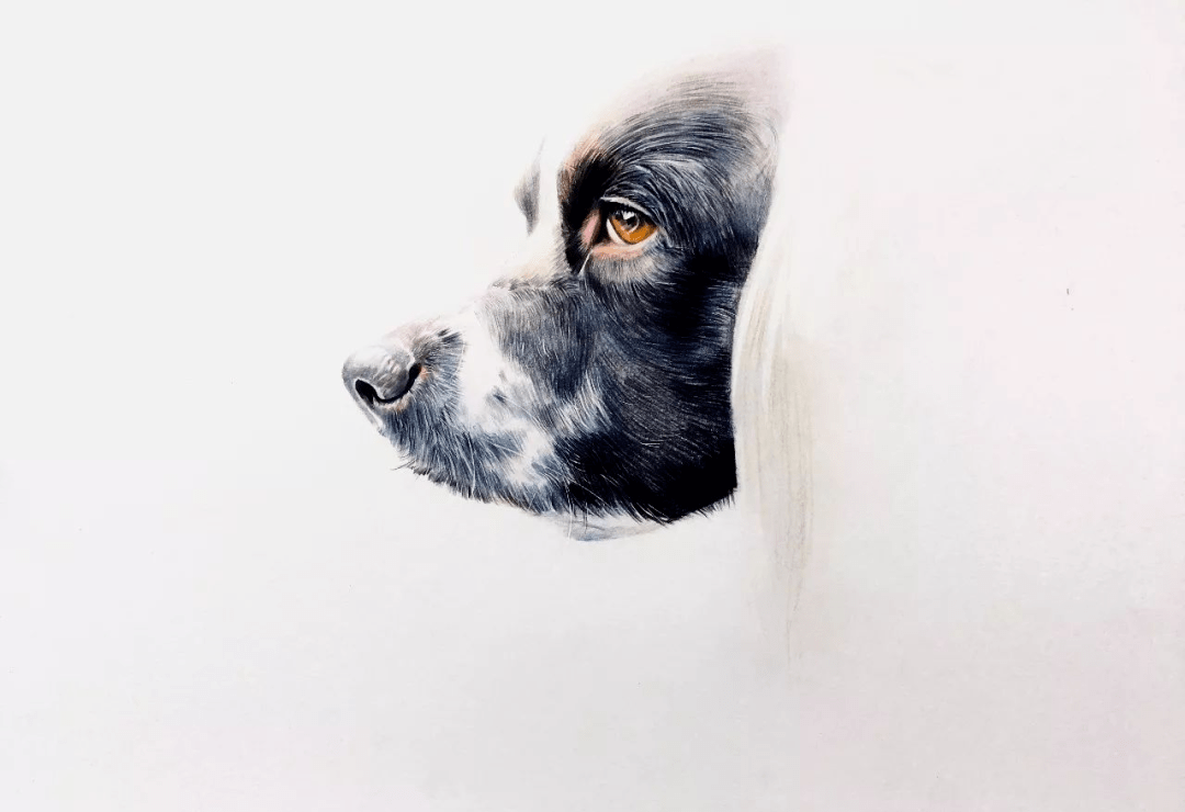 彩铅动物教程史宾格彩铅画狗步骤图