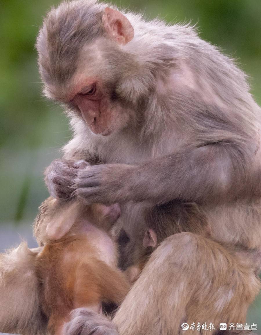 濟南動物園內小猴一家溫馨有愛