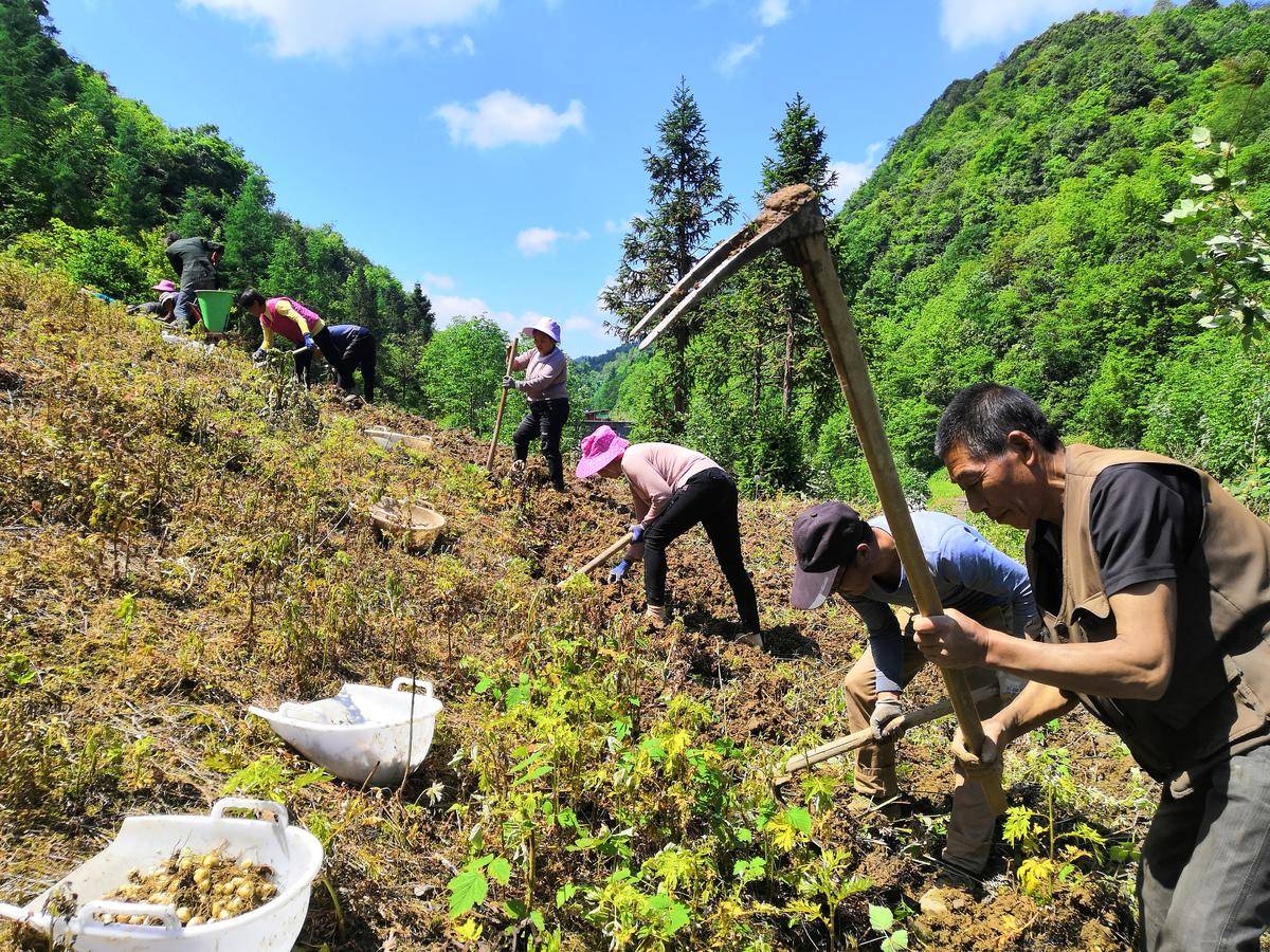 宣恩县椿木营乡3000亩贝母丰收