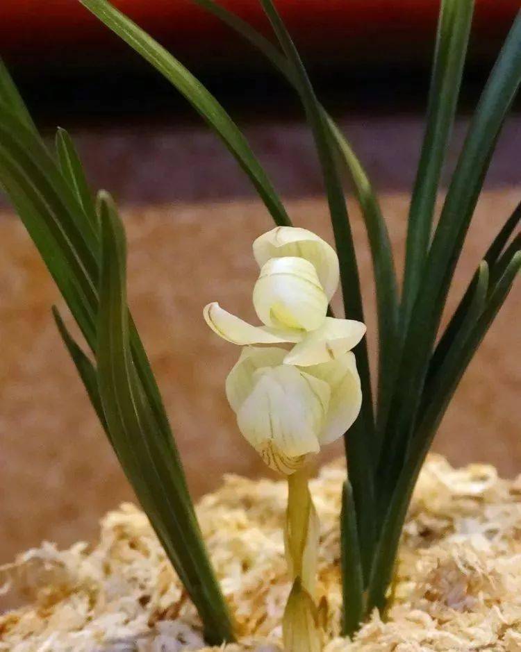 天价!十大名贵植物排行,令人大开眼界!_人民币_兰花_芦荟