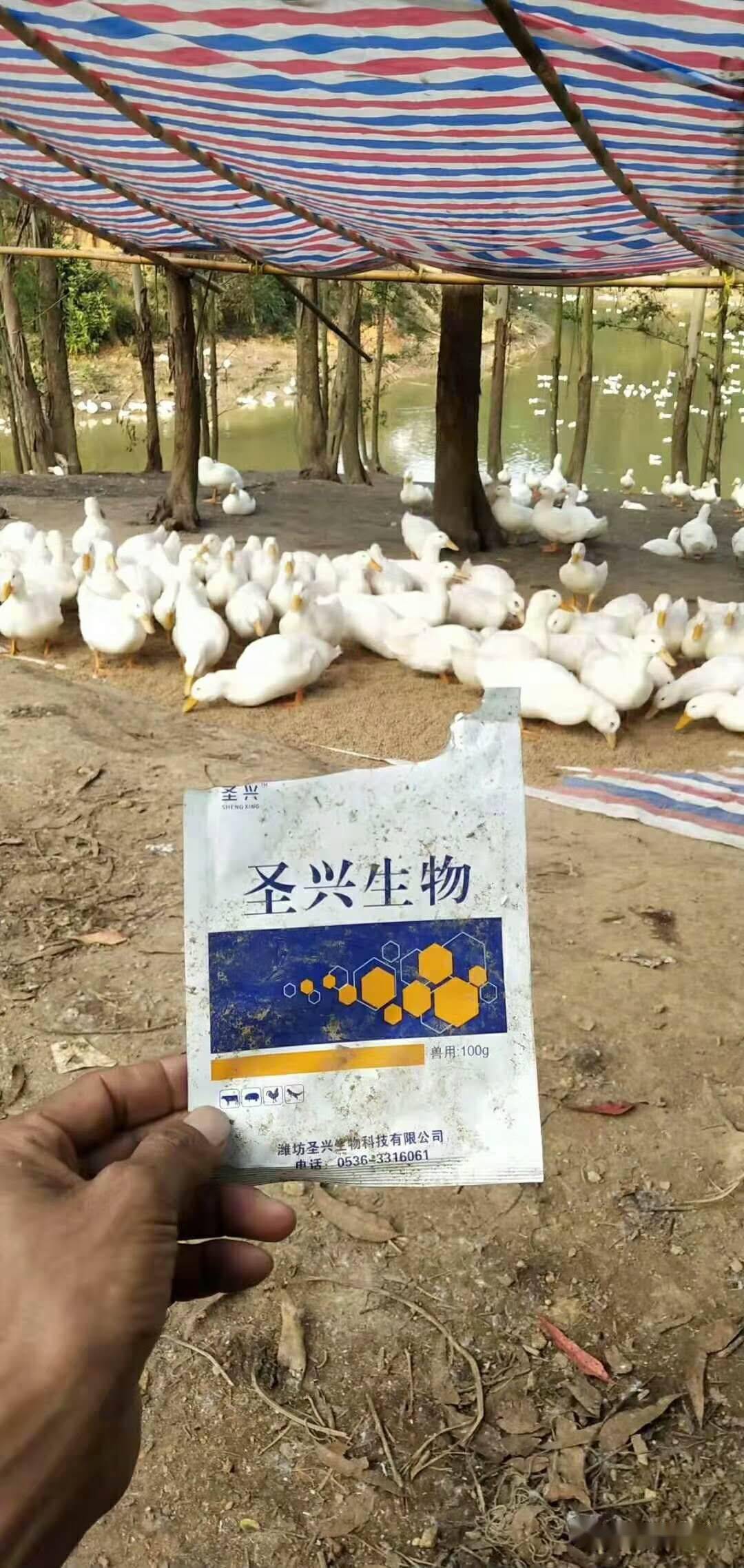 鸭子只要你手里有这几款药养殖疾病就治愈了90了