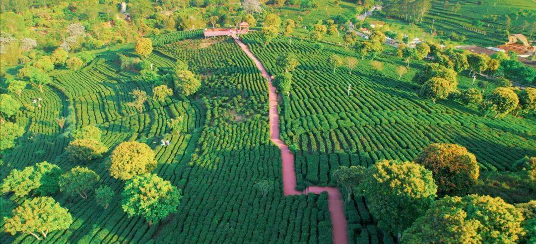 甜蜜蜜的博罗荔枝采摘攻略游玩大全出炉太详细了