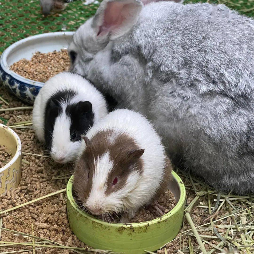 豚鼠_天竺_毛发