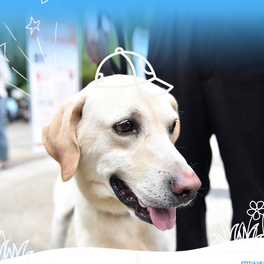 【依法文明养犬 共建文明合肥】及时制止狗吠,保持邻里和睦_狗狗_主人_牵引带