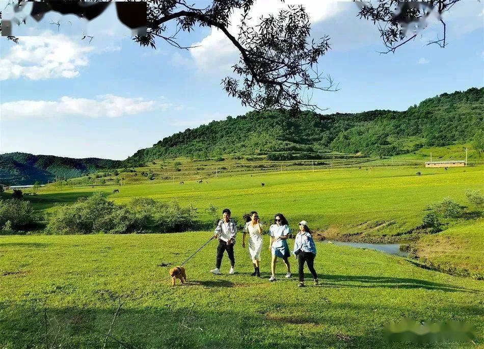 绿意盎然，天水清水冯河草原夏日风光美