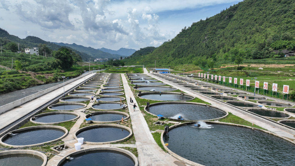 千岛湖鲟鱼养殖基地图片