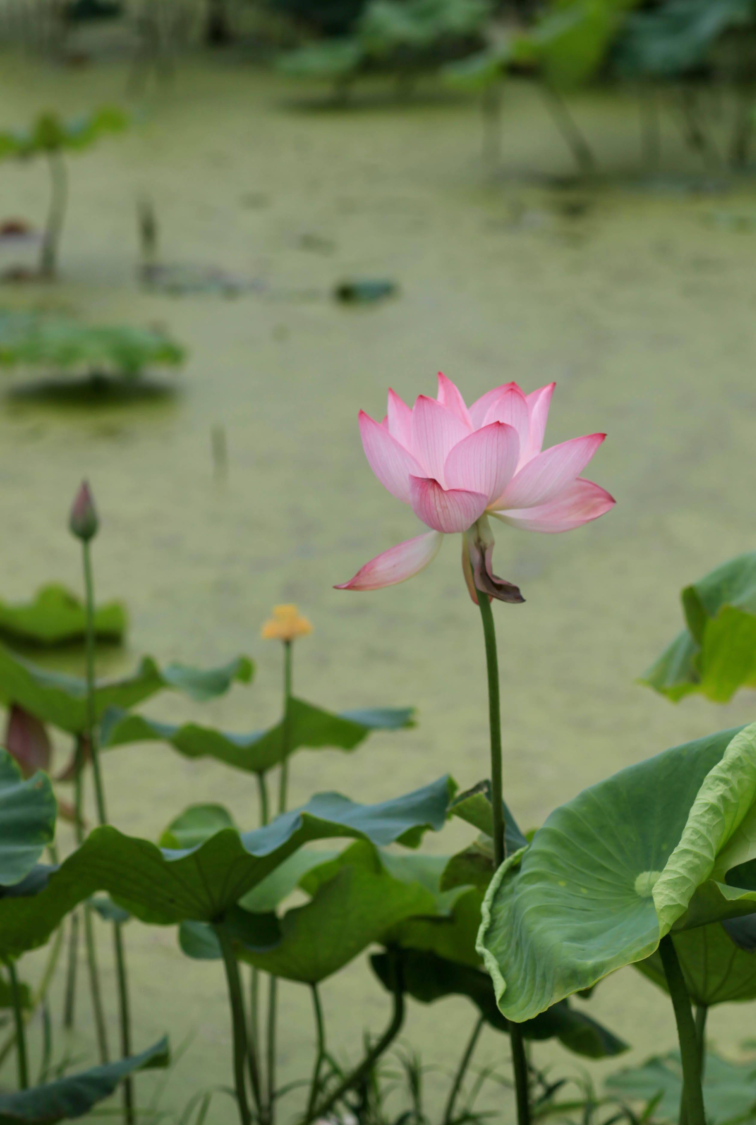 �������˱��µĺɻ�����������Ӱ����������