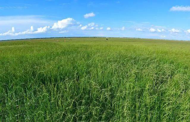 科尔沁草原的"逆袭"_羊草_种植_小街基镇