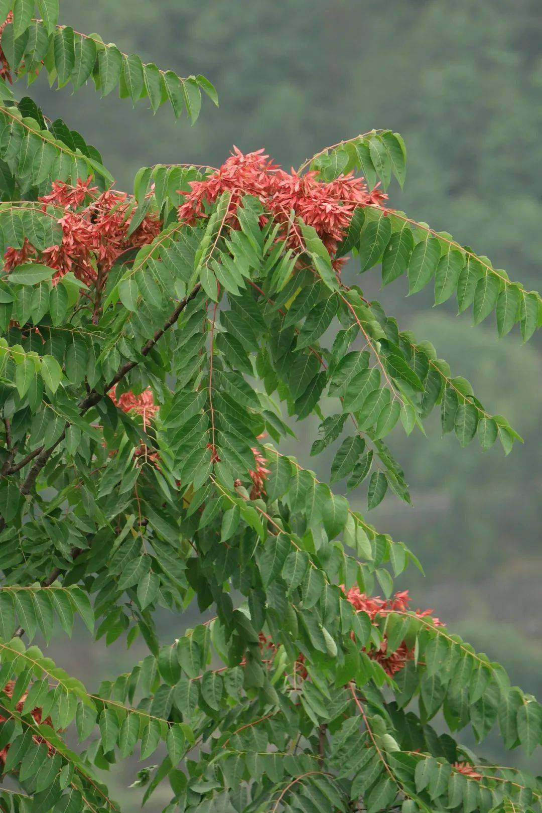 且行且乐亭下湖_臭椿_红色_区别