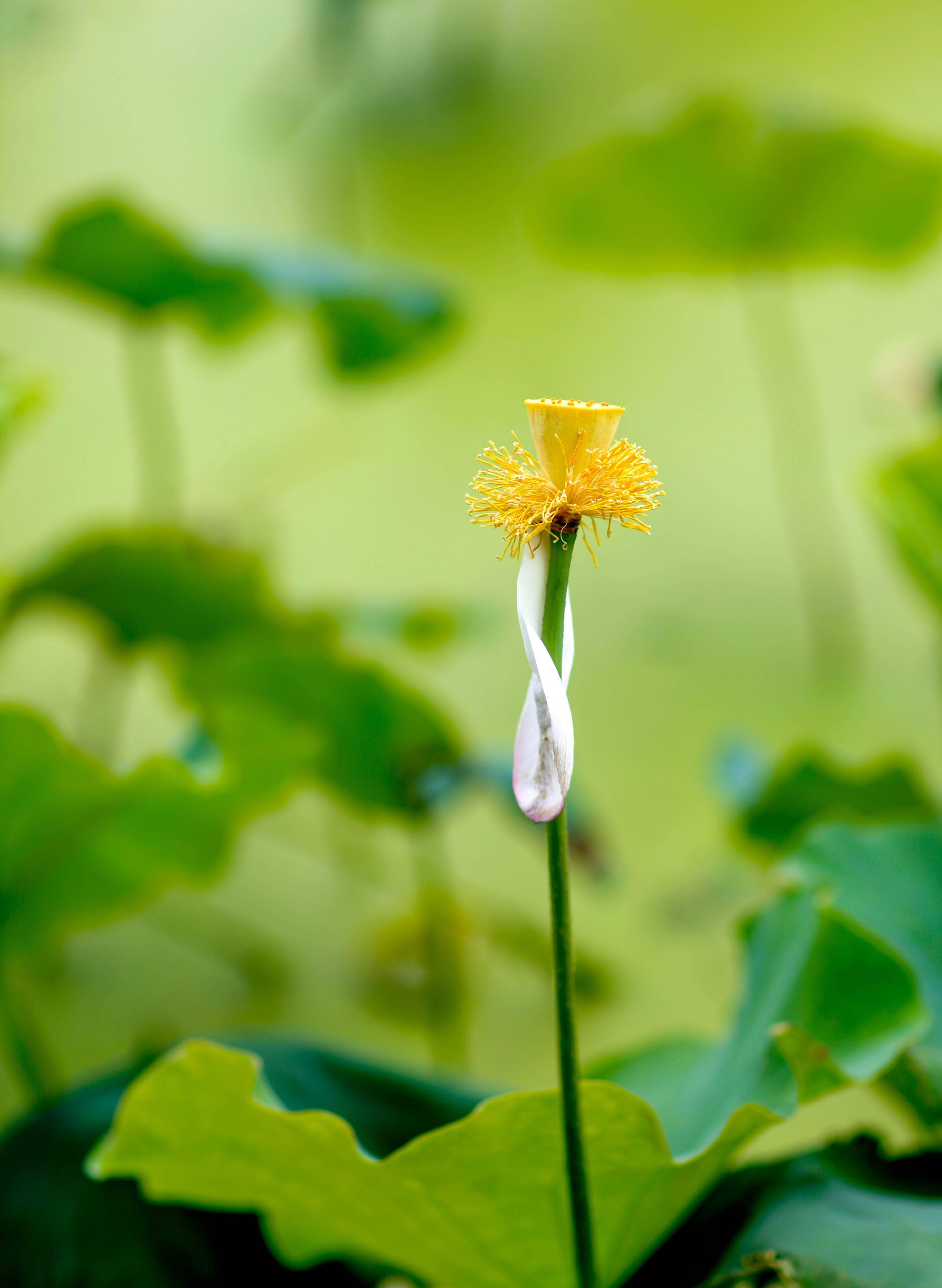 �������˱��µĺɻ�����������Ӱ����������