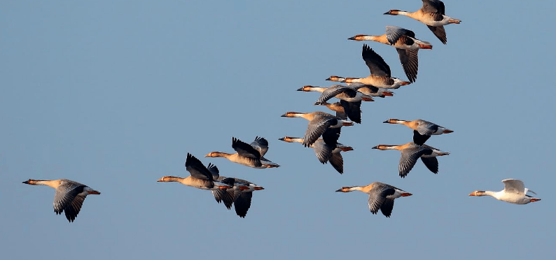 目标一致,飞跃巅峰——第十三"大雁班"开营仪式_工作_团队_企业