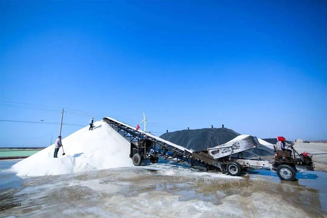 长寿之乡山东莱州万亩银滩收盐忙