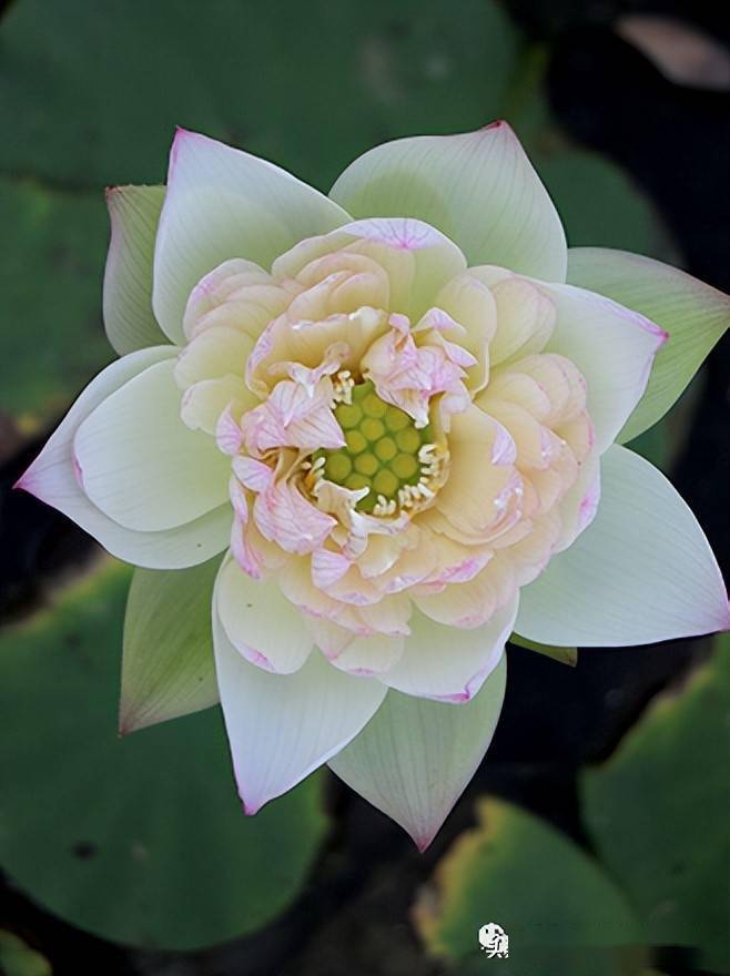 夏天這樣養碗蓮葉片大又綠花朵擠滿盆爆花別樣紅