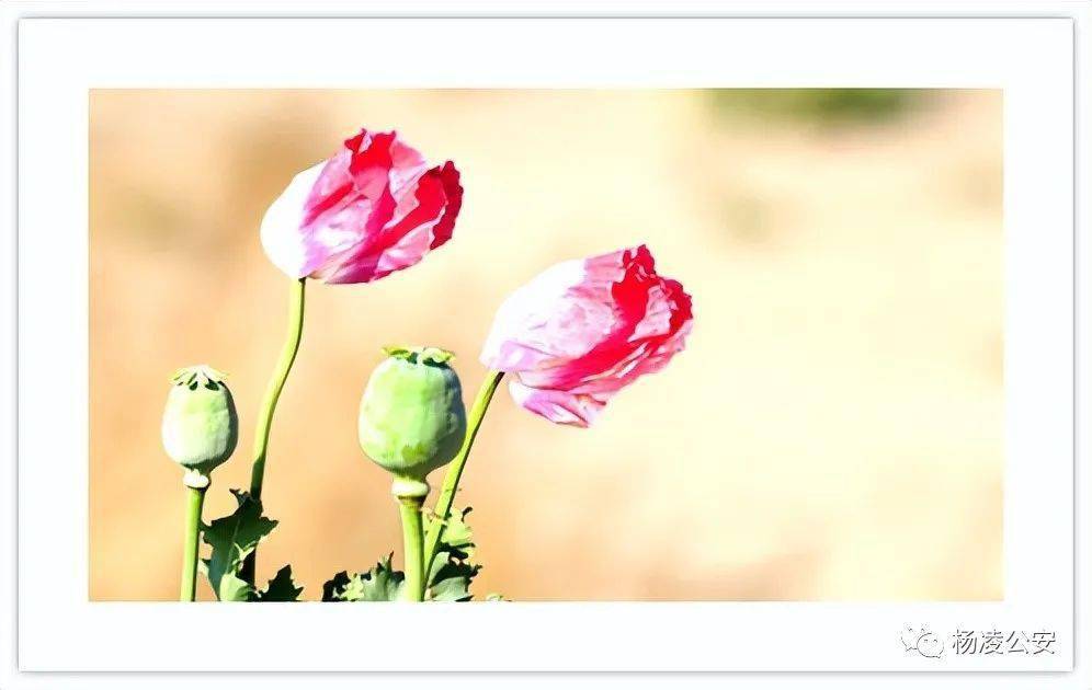 禁毒宣传丨商州公安提醒您珍爱生命远离毒品