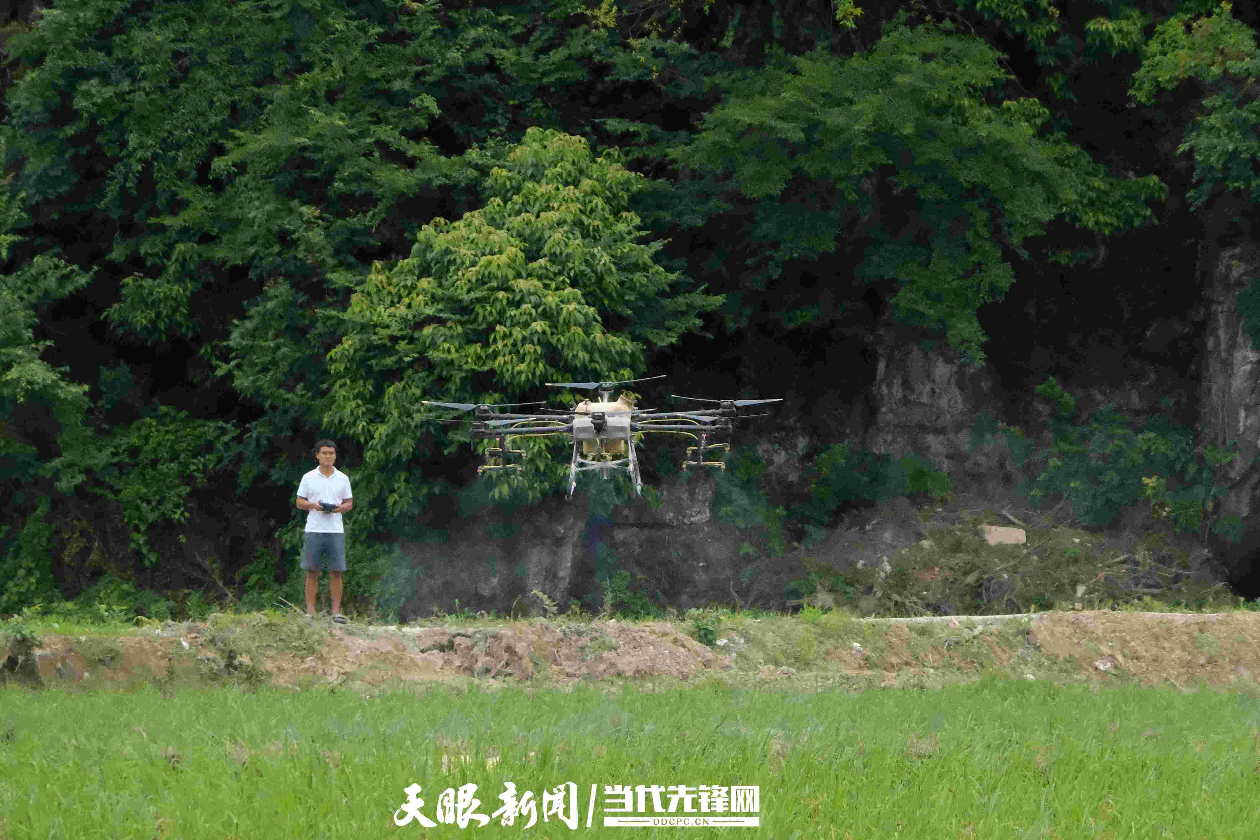 锦屏:无人机管护促粮食丰产丰收_农药_龙安增_水稻