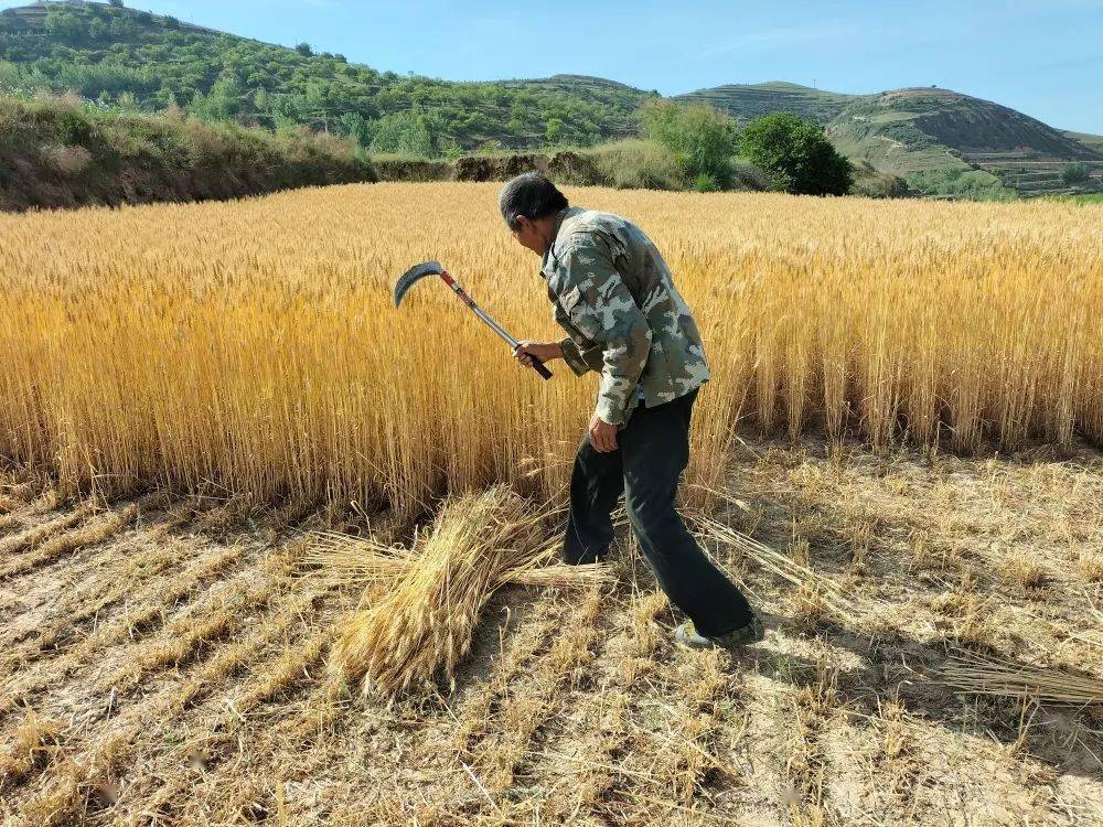 合道镇万亩小麦收割忙_麦子_镰刀_收割机