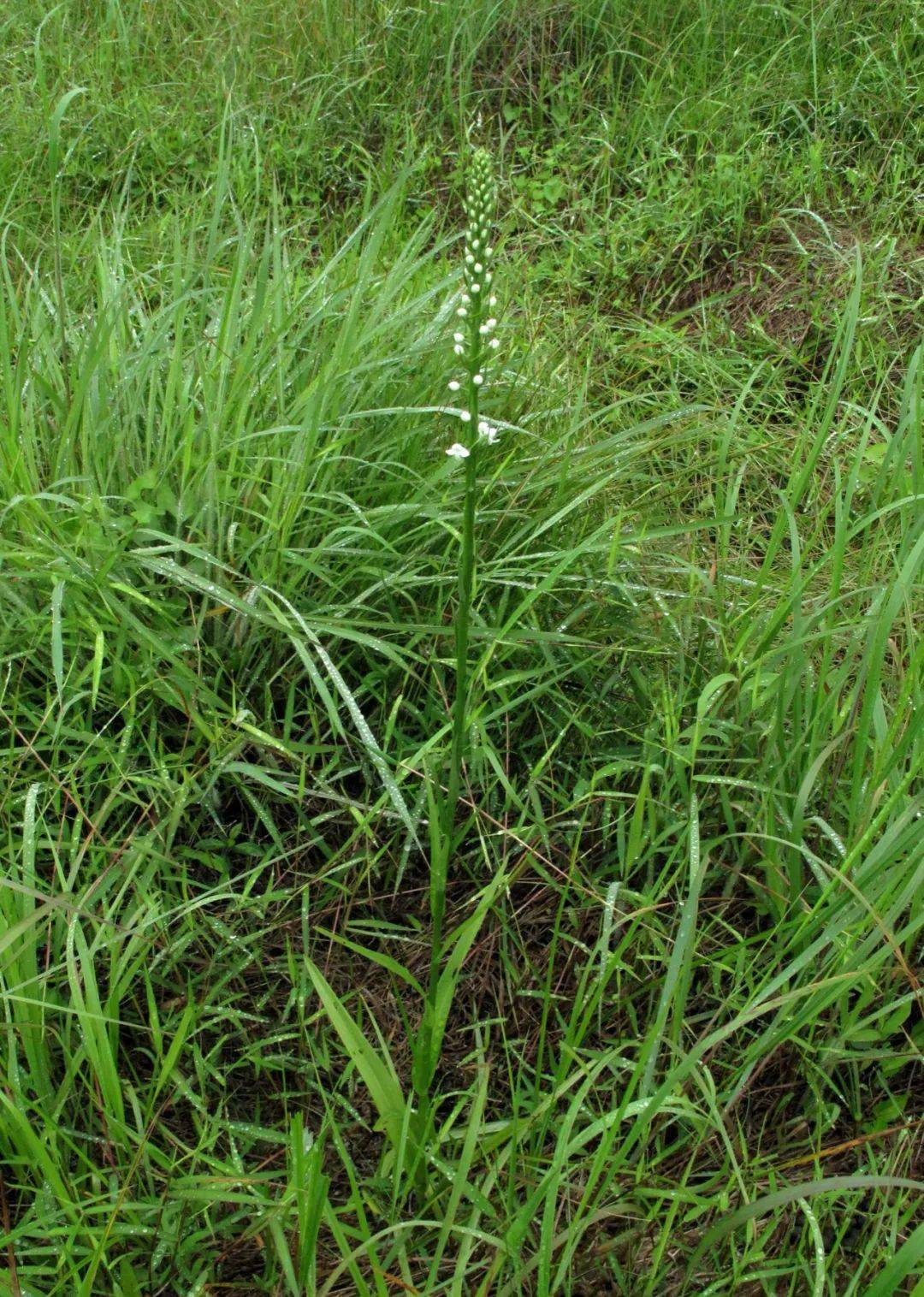 宁海高山湿地新发现两种珍稀兰科植物朱兰和密花舌唇兰