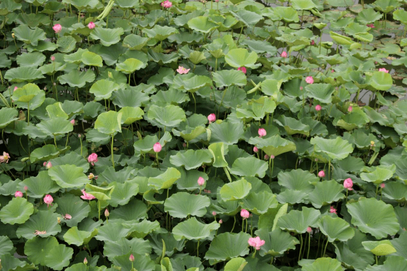 安徽人游安徽丨古镇荷花开亭亭出水来