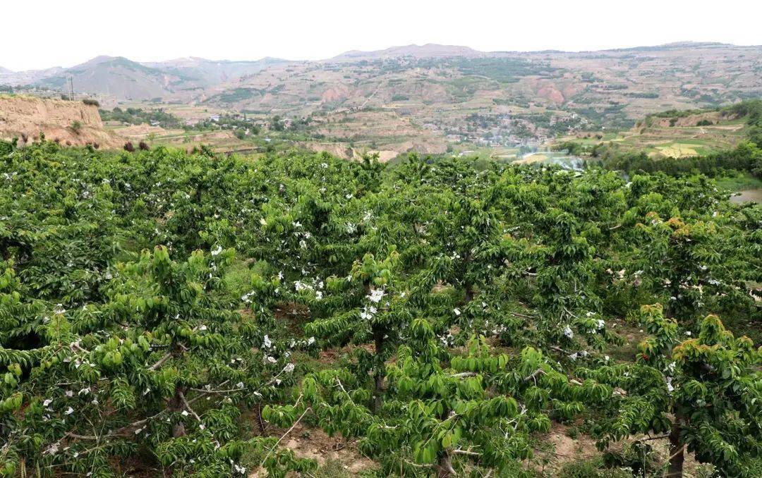 彤瑶 王继明 刘敏 郭永强)骄阳六月,走进武山县咀头高山樱桃种植基地