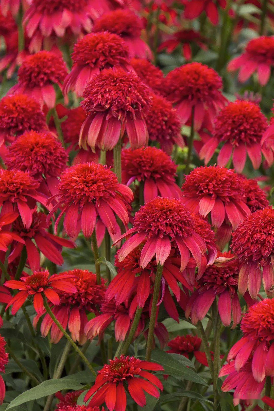 最受欢迎的泛美紫松果菊全品类 种子无性全都有 现苗热销