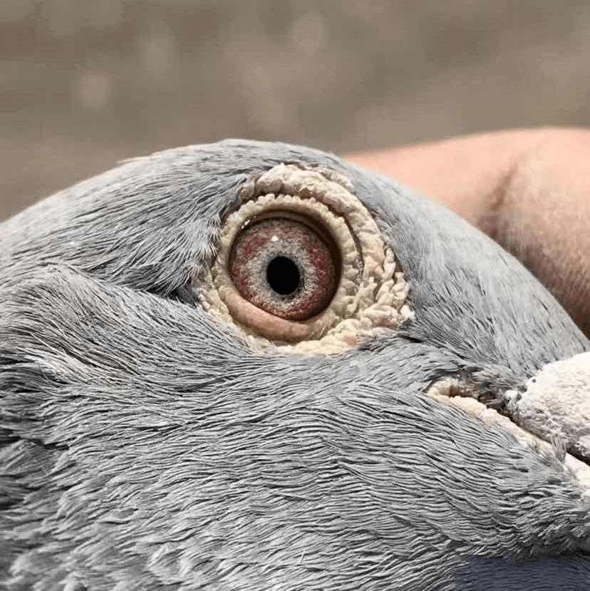 罕见超级种鸽眼睛图片图片