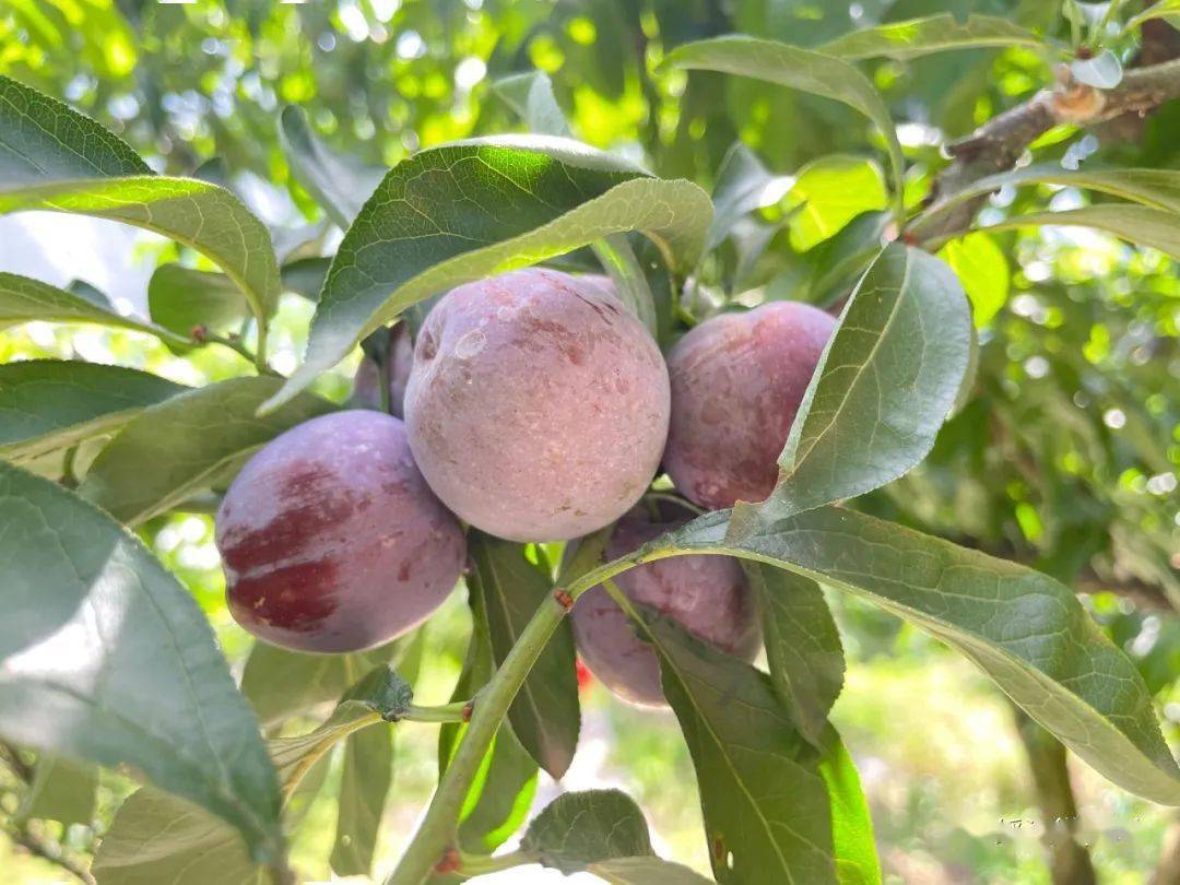 (精心采摘果子)眼下,正是李子成熟的季节,南岸镇真武山的早熟半边红李