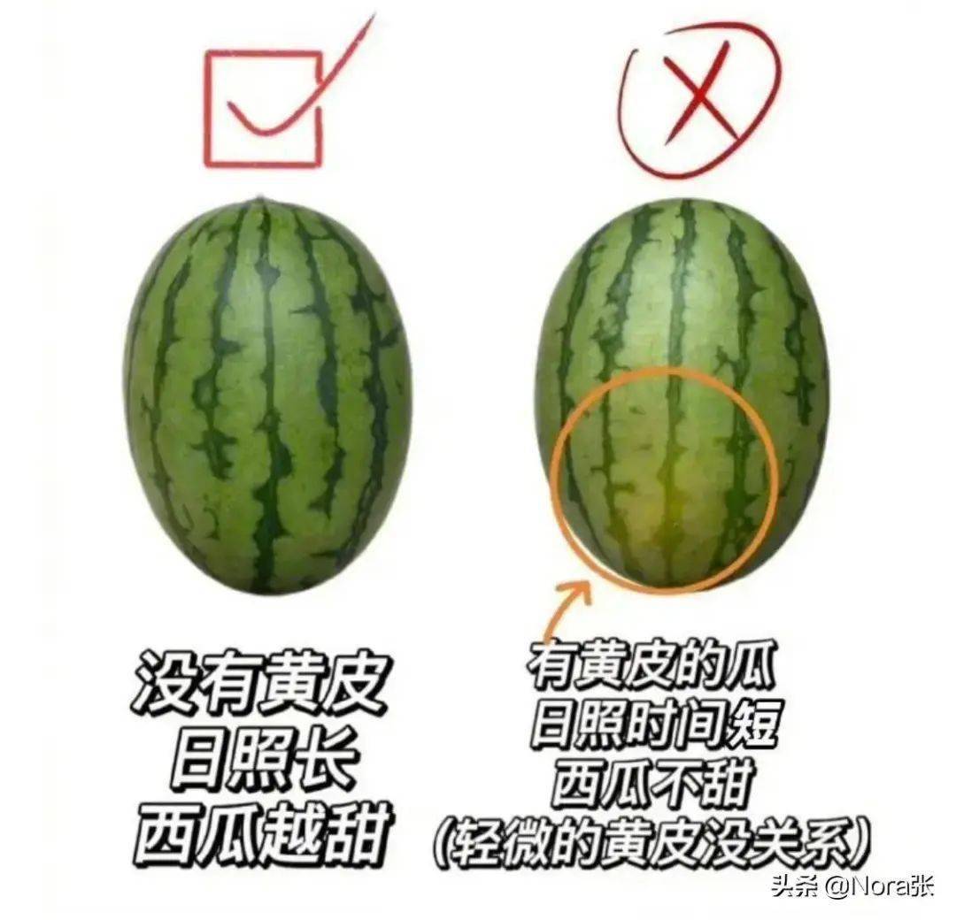 常见西瓜的区别与对比做科学吃瓜人